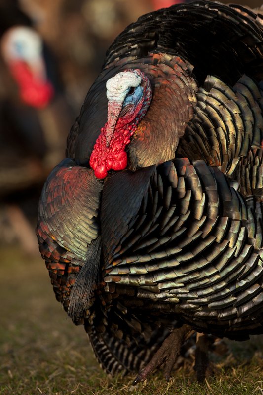 TC-Wild Turkeys Spring-D00978-02346.jpg :: Wild Turkey Gobbler with snood extended in excitement as he displays for a hen nearby
