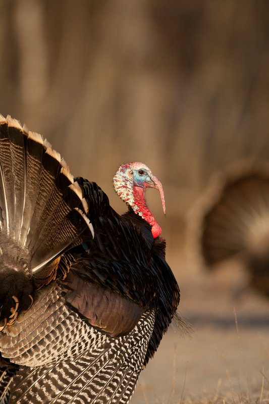 TC-Wild Turkeys Spring-D00978-02349.jpg :: Wild Turkey Gobbler with snood extended in excitement as he displays for a hen nearby
