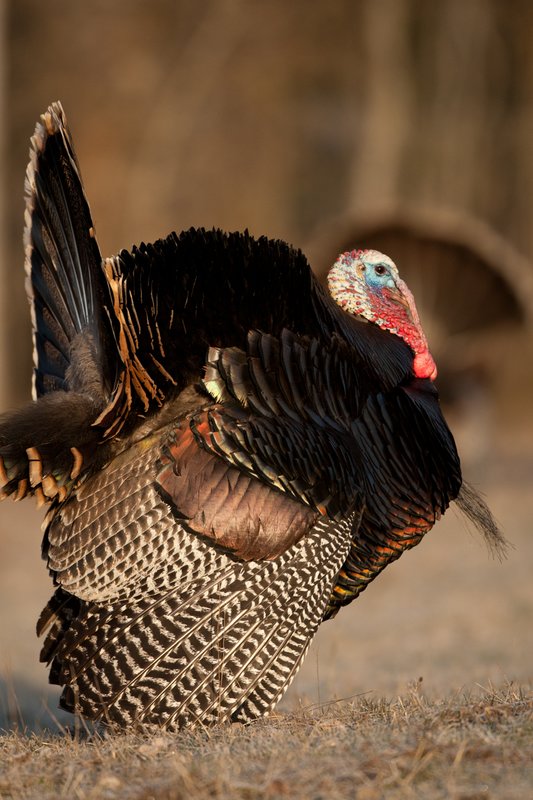 TC-Wild Turkeys Spring-D00978-02358.jpg :: Wild Turkey Gobbler with snood extended in excitement as he displays for a hen nearby