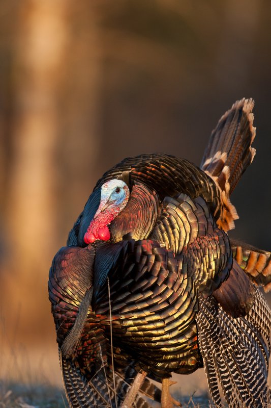 TC-Wild Turkeys Spring-D00978-02364.jpg :: Wild Turkey Gobbler with snood extended in excitement as he displays for a hen nearby