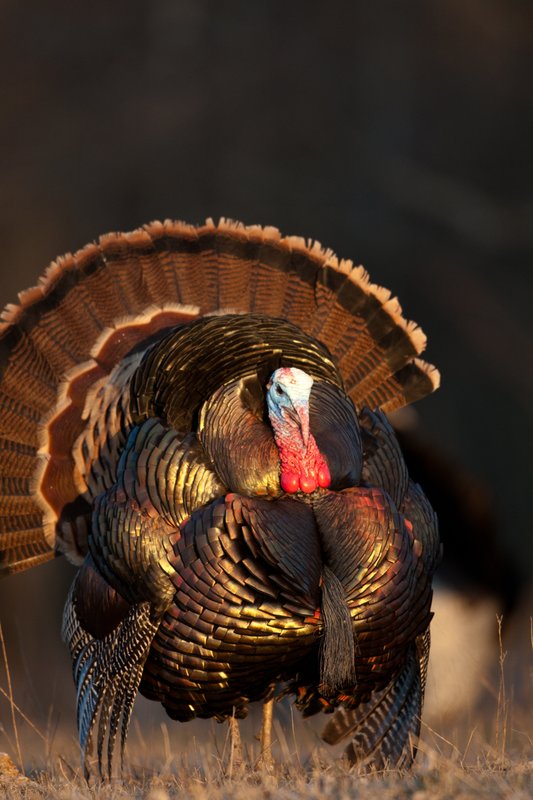 TC-Wild Turkeys Spring-D00978-02370.jpg :: Wild Turkey Gobbler with snood extended in excitement as he displays for a hen nearby