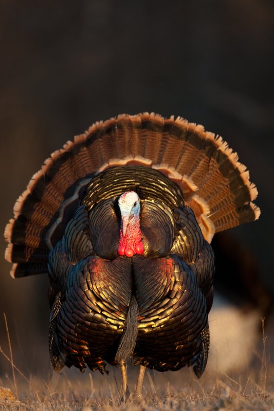 TC-Wild Turkeys Spring-D00978-02376.jpg :: Wild Turkey Gobbler with snood extended in excitement as he displays for a hen nearby