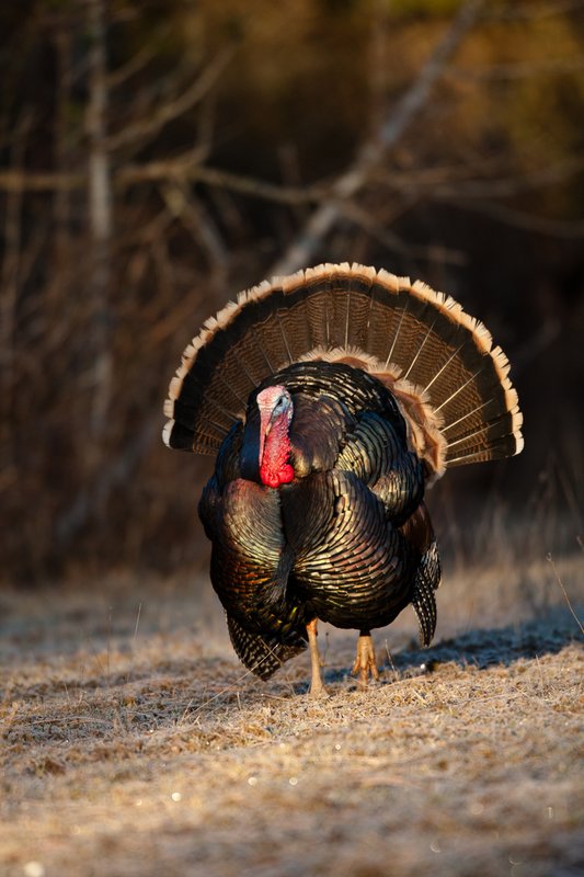 TC-Wild Turkeys Spring-D00978-02382.jpg :: Wild Turkey Gobbler with snood extended in excitement as he displays for a hen nearby