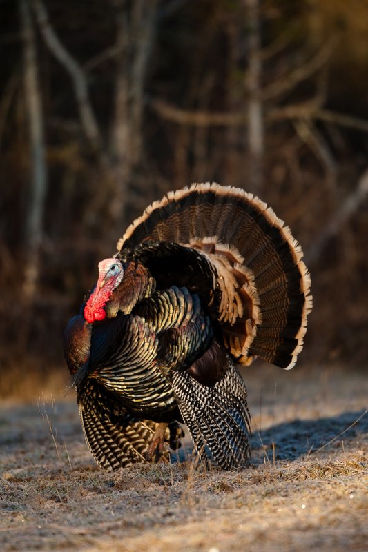 TC-Wild Turkeys Spring-D00978-02388.jpg :: Wild Turkey Gobbler with snood extended in excitement as he displays for a hen nearby