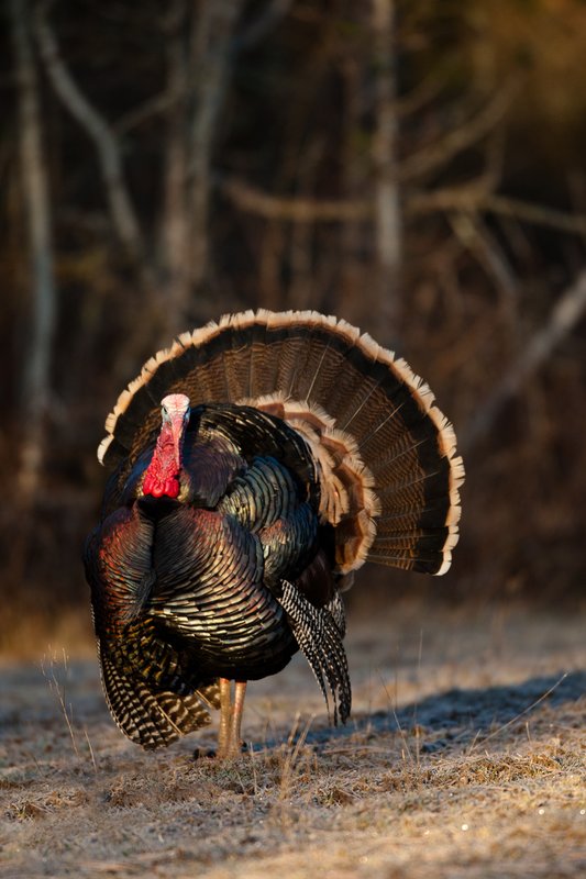 TC-Wild Turkeys Spring-D00978-02394.jpg :: Wild Turkey Gobbler with snood extended in excitement as he displays for a hen nearby