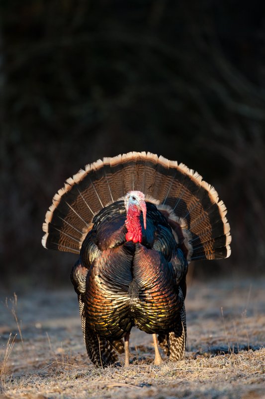 TC-Wild Turkeys Spring-D00978-02397.jpg :: Wild Turkey Gobbler with snood extended in excitement as he displays for a hen nearby