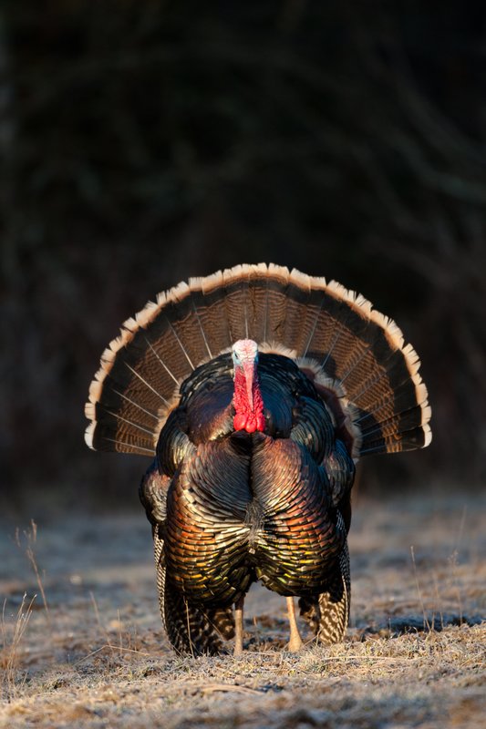 TC-Wild Turkeys Spring-D00978-02405.jpg :: Wild Turkey Gobbler with snood extended in excitement as he displays for a hen nearby