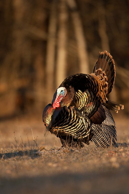 TC-Wild Turkeys Spring-D00978-02409.jpg :: Wild Turkey Gobbler with snood extended in excitement as he displays for a hen nearby