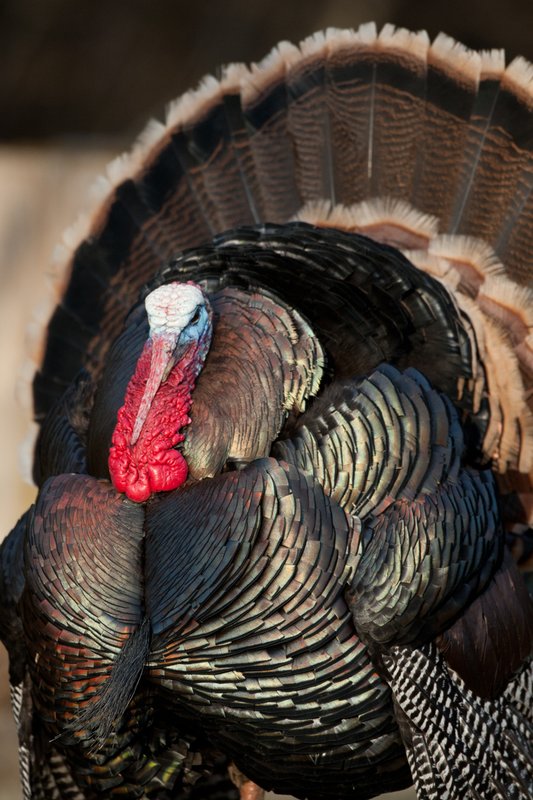 TC-Wild Turkeys Spring-D00978-02412.jpg :: Wild Turkey Gobbler with snood extended in excitement as he displays for a hen nearby
