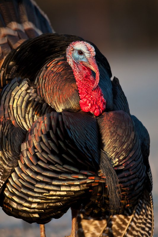 TC-Wild Turkeys Spring-D00978-02418.jpg :: Wild Turkey Gobbler with snood extended in excitement as he displays for a hen nearby