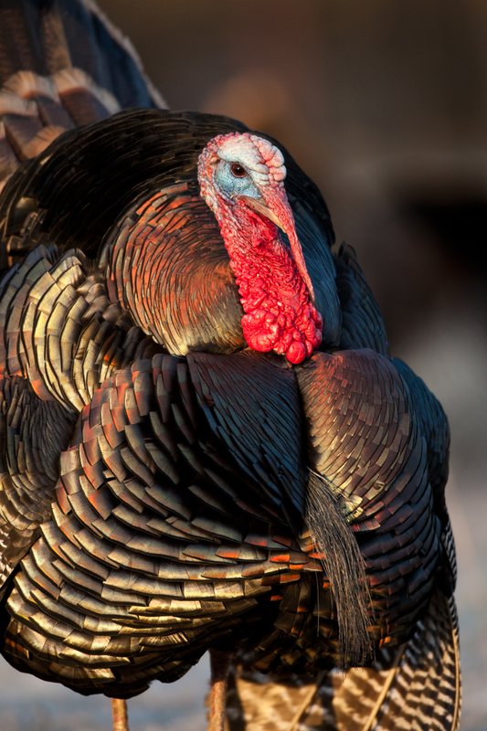 TC-Wild Turkeys Spring-D00978-02421.jpg :: Wild Turkey Gobbler with snood extended in excitement as he displays for a hen nearby