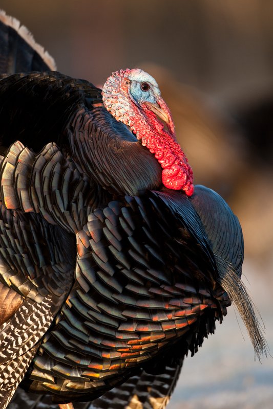 TC-Wild Turkeys Spring-D00978-02423.jpg :: Wild Turkey Gobbler with snood extended in excitement as he displays for a hen nearby