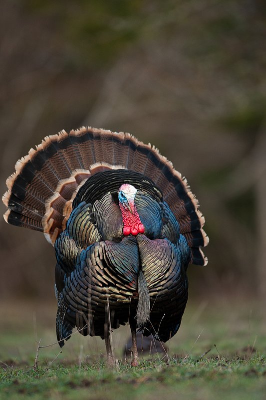 TC-Wild Turkeys Spring-D00978-02433.jpg :: Wild Turkey Gobbler with snood extended in excitement as he displays for a hen nearby