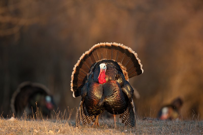 TC-Wild Turkeys Spring-D00978-02616.jpg :: Several Long-bearded Wild Turkey Gobblers cresting a small ridge as they come out of the timber into an open meadow