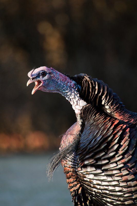 TC-Wild Turkeys Spring-D00978-03074.jpg :: Long-bearded Wild Turkey gobbler head/shoulder photo with his neck/head extended in gobbling