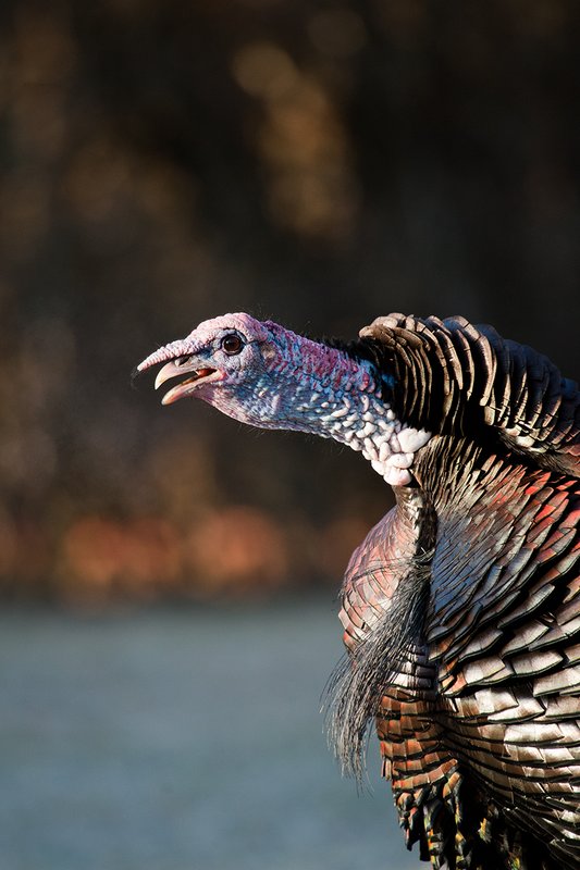 TC-Wild Turkeys Spring-D00978-03080.jpg :: Long-bearded Wild Turkey gobbler head/shoulder photo with his neck/head extended in gobbling