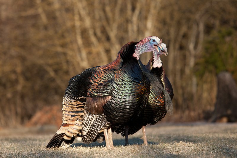 TC-Wild Turkeys Spring-D00978-03083.jpg :: Long-bearded Wild Turkey gobblers gobbling at edge of brush and open grassy meadow