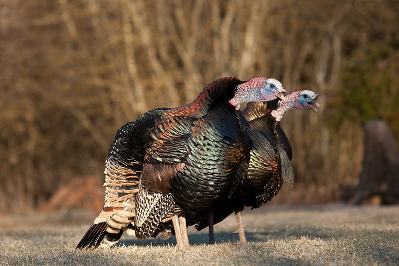 TC-Wild Turkeys Spring-D00978-03087.jpg :: Long-bearded Wild Turkey gobblers gobbling at edge of brush and open grassy meadow