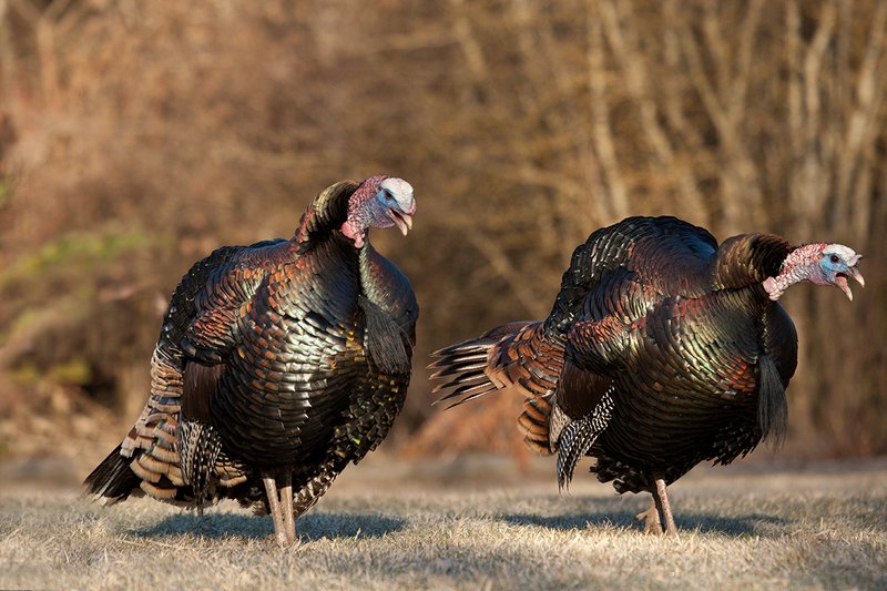 TC-Wild Turkeys Spring-D00978-03090.jpg :: Long-bearded Wild Turkey gobblers gobbling at edge of brush and open grassy meadow