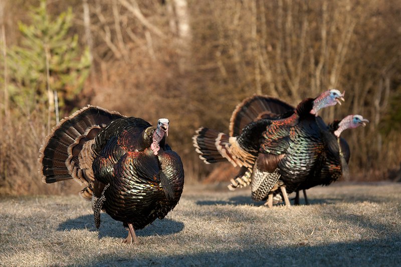 TC-Wild Turkeys Spring-D00978-03097.jpg :: Long-bearded Wild Turkey gobblers gobbling at edge of brush and open grassy meadow