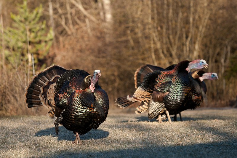 TC-Wild Turkeys Spring-D00978-03099.jpg :: Long-bearded Wild Turkey gobblers gobbling at edge of brush and open grassy meadow