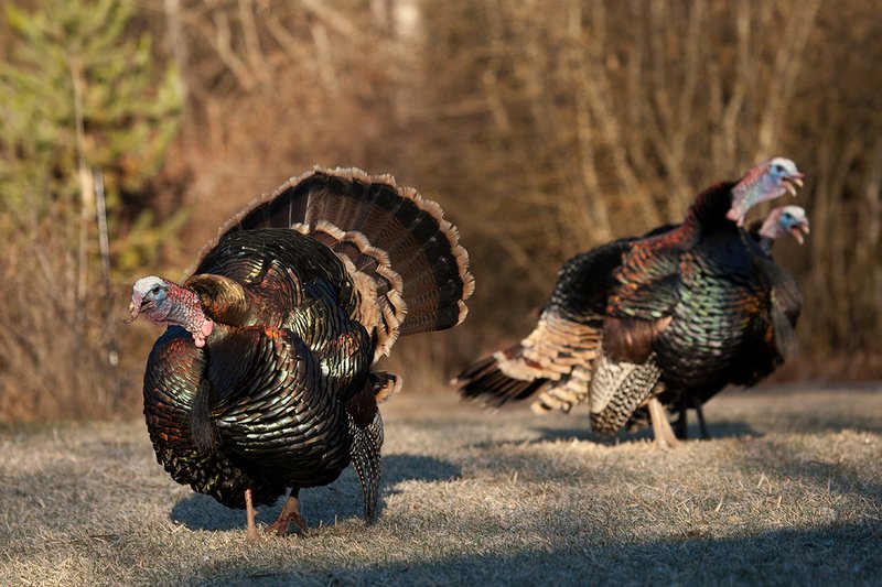 TC-Wild Turkeys Spring-D00978-03101.jpg :: Long-bearded Wild Turkey gobblers gobbling at edge of brush and open grassy meadow