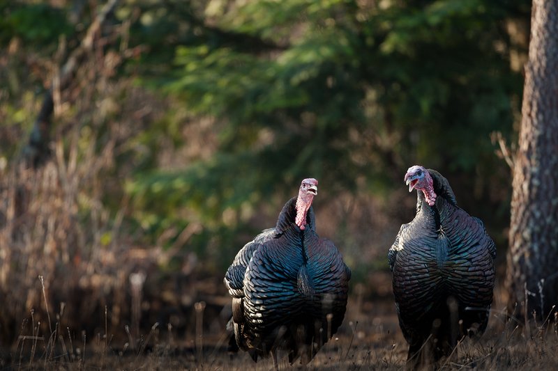 TC-Wild Turkeys Spring-D00978-03108.jpg :: Long-bearded Wild Turkey gobblers gobbling at edge of timbe/brush into an open grassy meadow