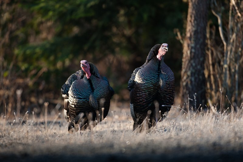 TC-Wild Turkeys Spring-D00978-03111.jpg :: Long-bearded Wild Turkey gobblers gobbling at edge of timbe/brush into an open grassy meadow