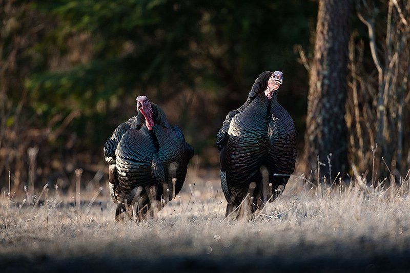 TC-Wild Turkeys Spring-D00978-03112.jpg :: Long-bearded Wild Turkey gobblers gobbling at edge of timbe/brush into an open grassy meadow