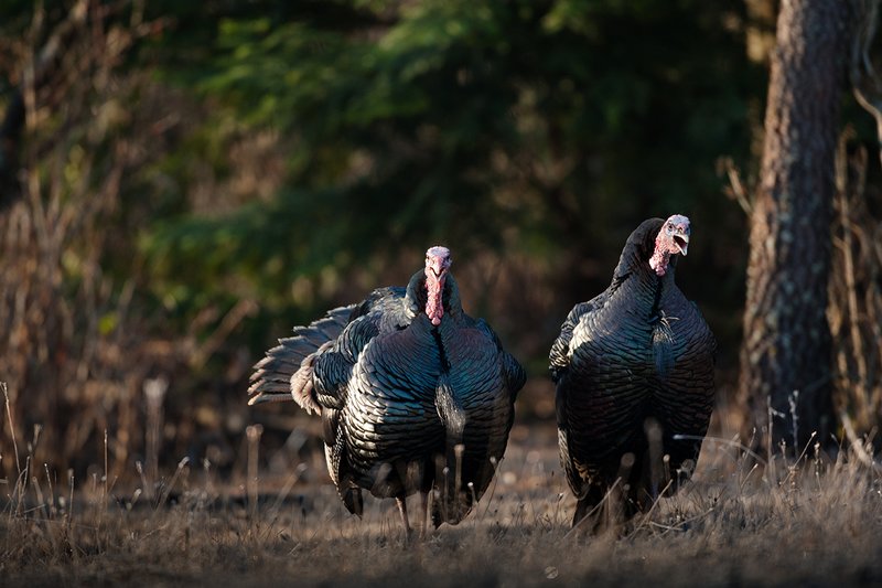 TC-Wild Turkeys Spring-D00978-03119.jpg :: Long-bearded Wild Turkey gobblers gobbling at edge of timbe/brush into an open grassy meadow