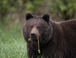 Bears February.jpg