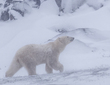 Bears January.jpg