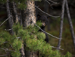 Bears March.jpg