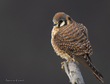 February Bird-Kestrel.jpg