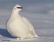 January Birds.jpg