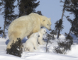 March Bear.jpg