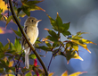 March Birds-Western Flycatcher.jpg