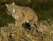 TC-Bobcat- w Kittens-D00091-00119.jpg