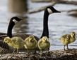 TC-Canada Geese Adults  Young-D00037-00102.jpg