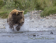 Wildlife Calendar Cover.jpg