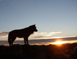 Wildlife February.jpg