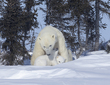 Wildlife January(1).jpg