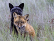Wildlife March(1).jpg