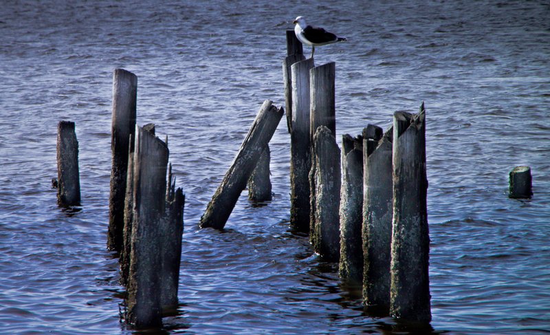 IMG_1854 JAMICA BAY UNIT AND THE ROCKAWAYS (90).jpg