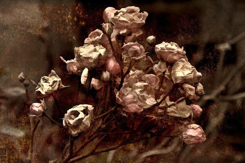 aIMG_6075 (1097 x 731).jpg