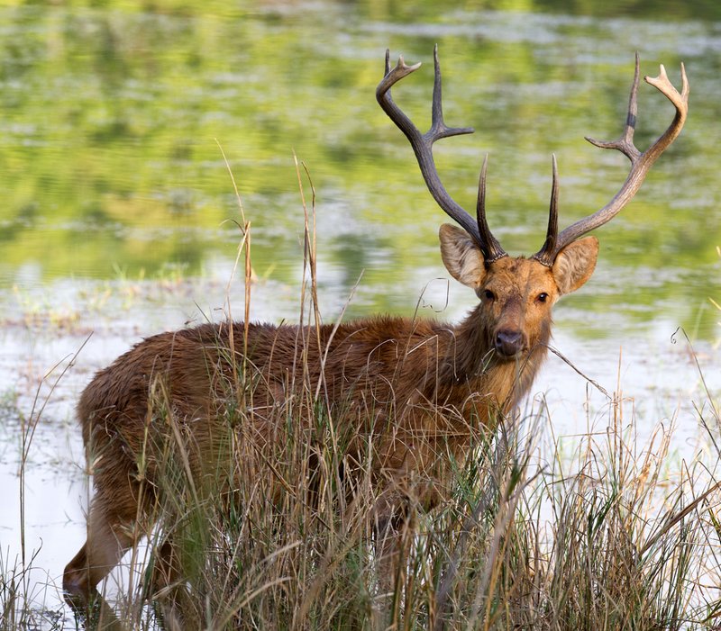 Barasinga pano Kanha.jpg