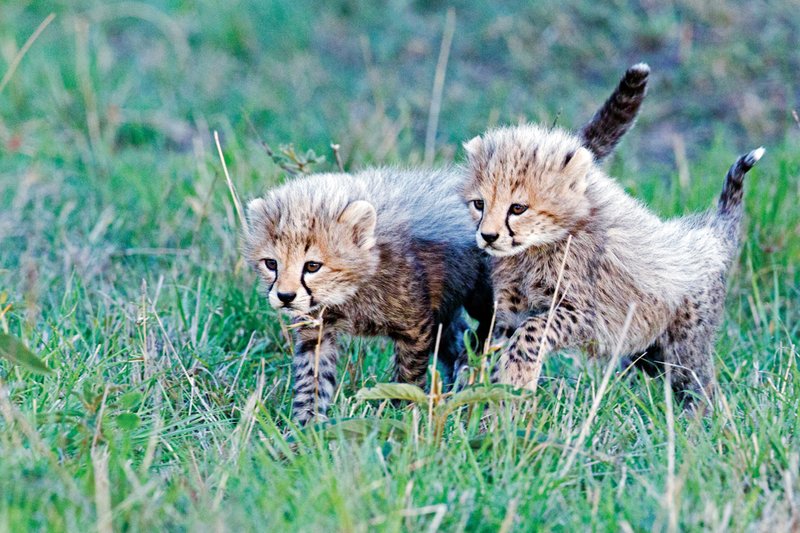 Keek Cheetah Cubs.jpg