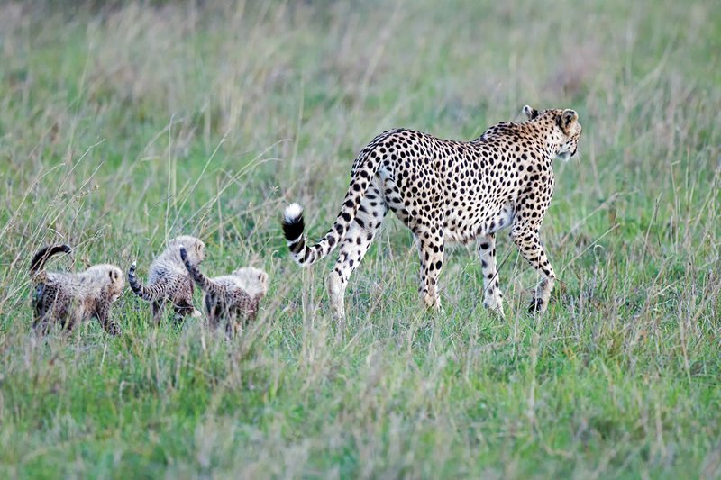 Keek Cheetah and Cubs leaving.jpg