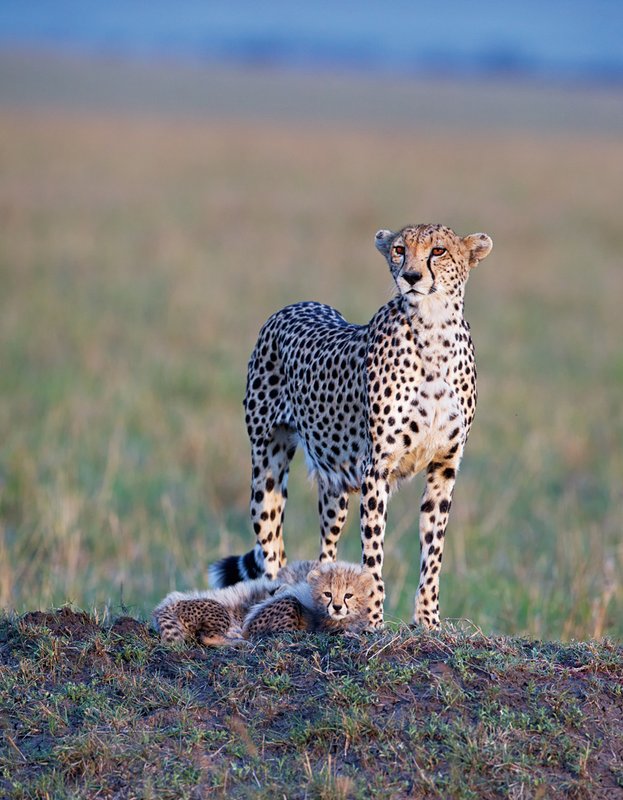 Keek Cheetah and cubs Pano.jpg