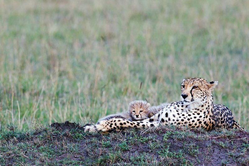 Keek Cheetah and cubs2.jpg